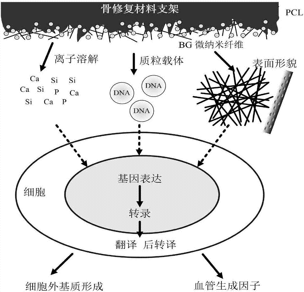 Preparation method of hard tissue engineering scaffold with gene regulation function