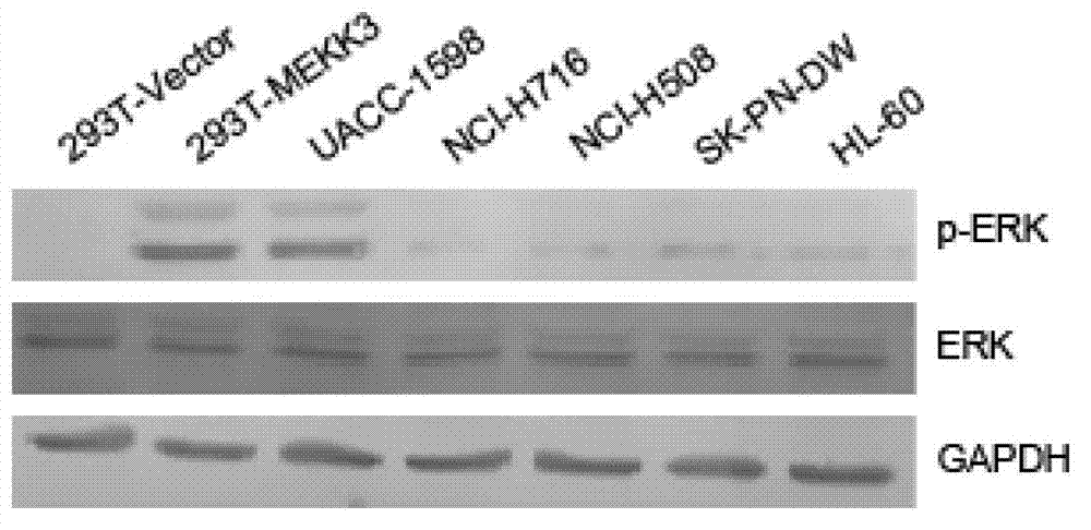 Application of MAPK-ERK1/2 signal channel inhibitor to preparation of double-minute medicine for removing or inhibiting tumor cells