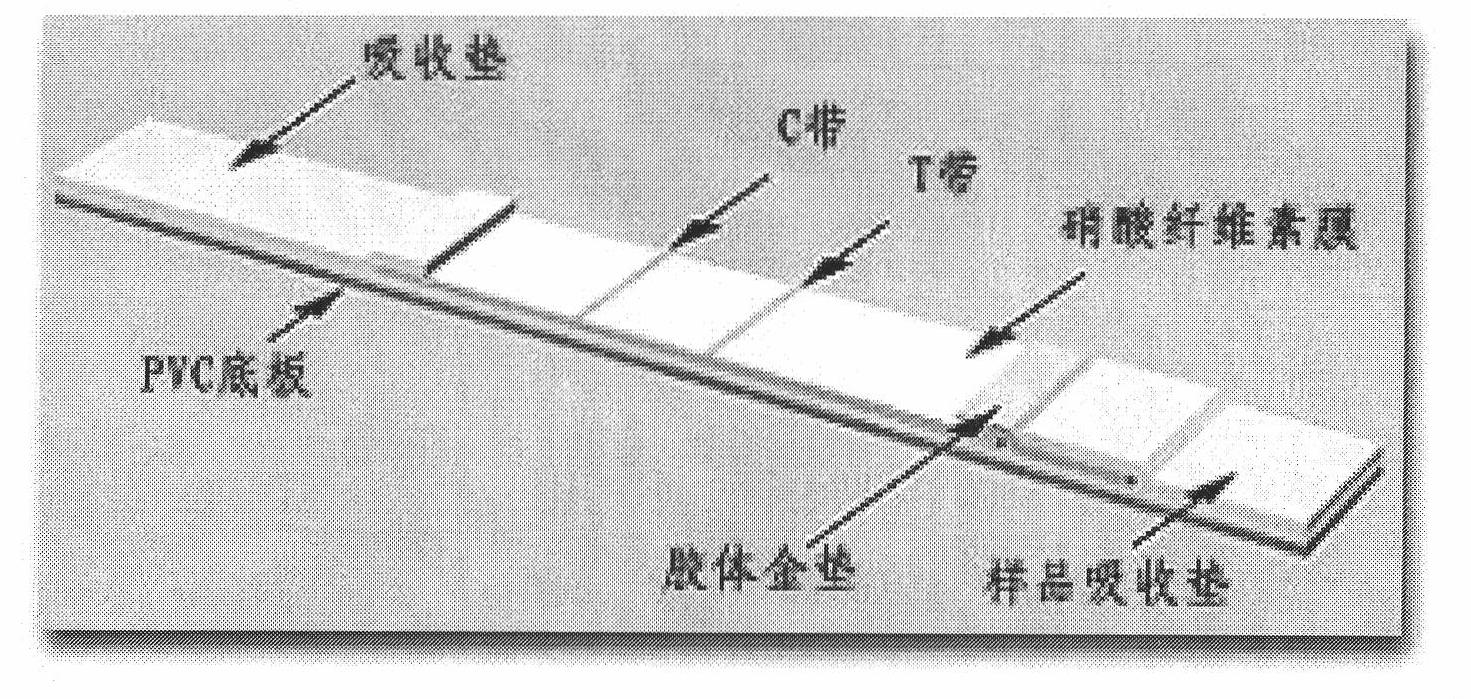 Recombinant rubella virus protein and uses thereof