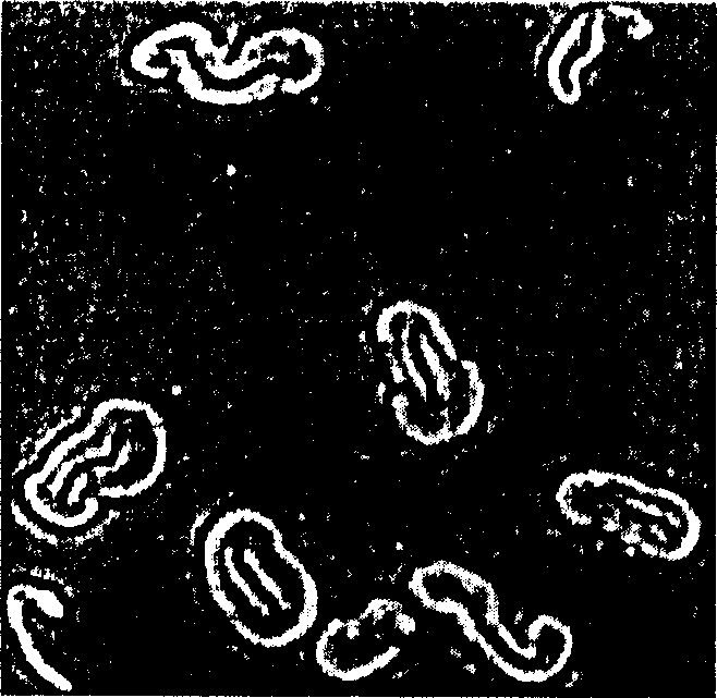 Resin embedding fiber method for detecting fiber form