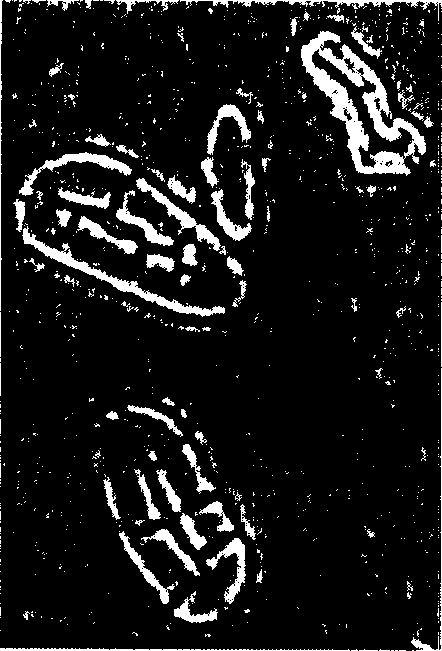 Resin embedding fiber method for detecting fiber form