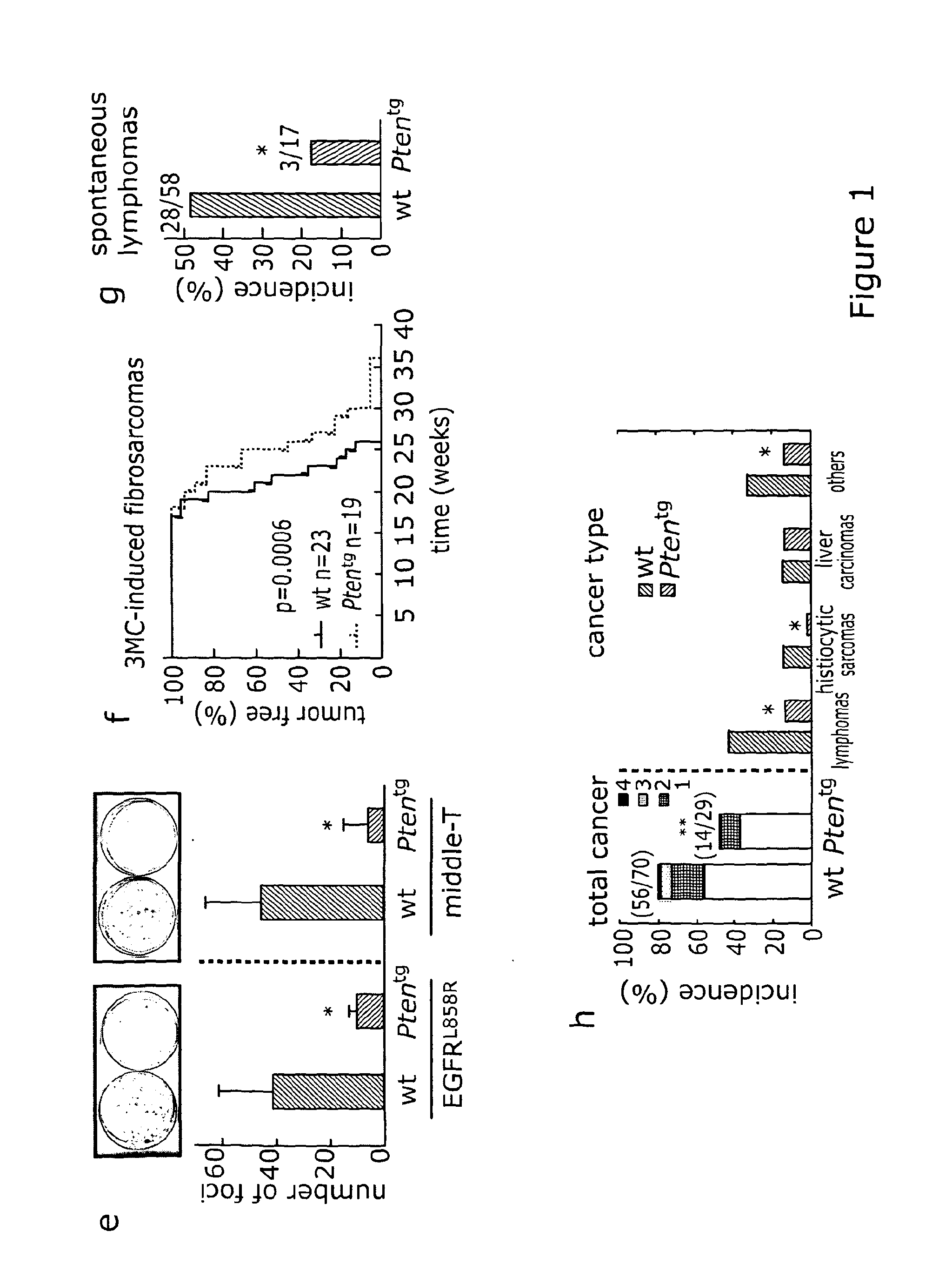 Use of Pl3K Inhibitors for the Treatment of Obesity, Steatosis and Ageing