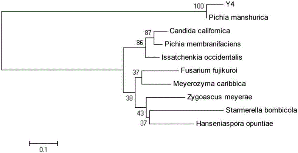 Pichia manshurica for controlling postharvest diseases of oranges and grapes