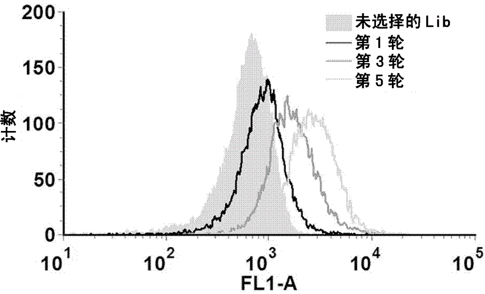 HER2 (Human Epidermal Growth Factor Receptor 2) protein nucleotide aptamer, complex, composition and applications thereof