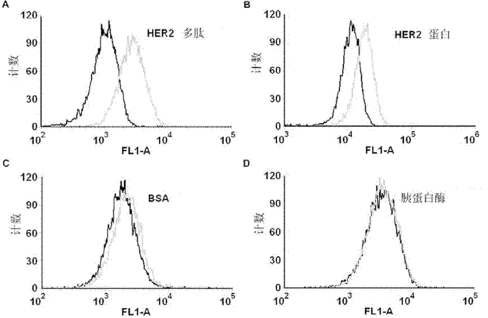 HER2 (Human Epidermal Growth Factor Receptor 2) protein nucleotide aptamer, complex, composition and applications thereof