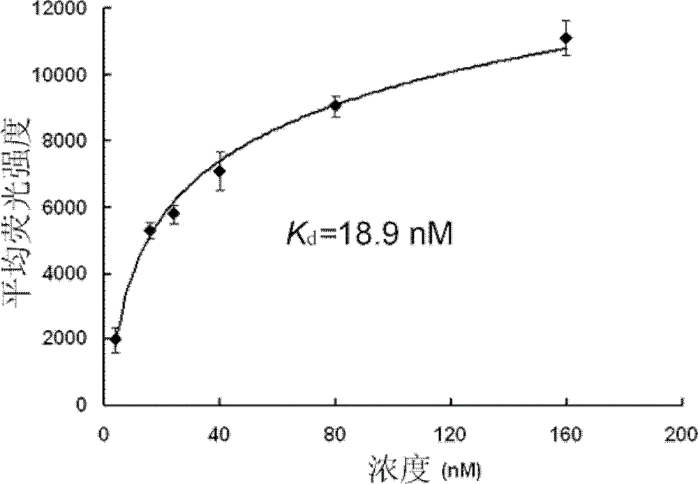 HER2 (Human Epidermal Growth Factor Receptor 2) protein nucleotide aptamer, complex, composition and applications thereof