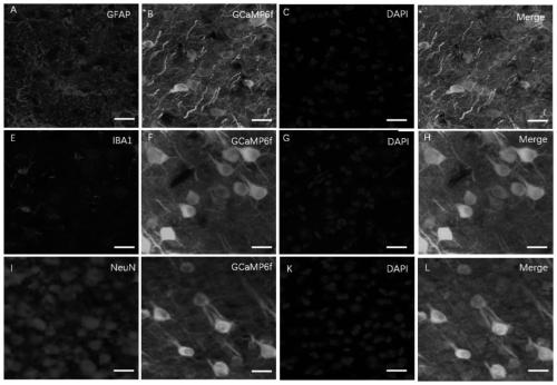 New application of adenosine A2A receptor antagonist drug