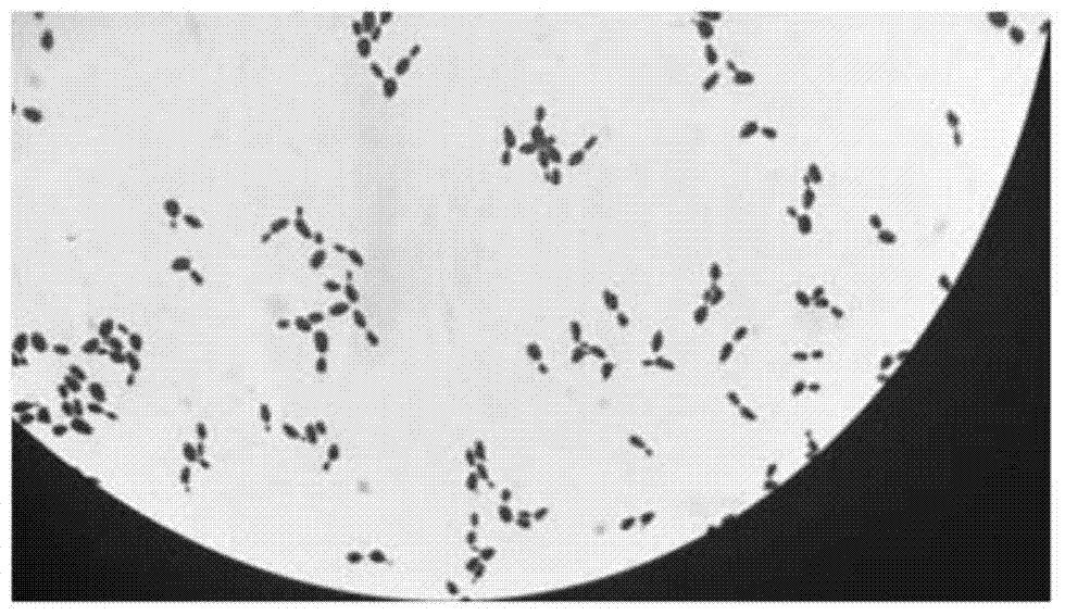 Pichia powder pastoris nhg and its application in degrading ammonia nitrogen