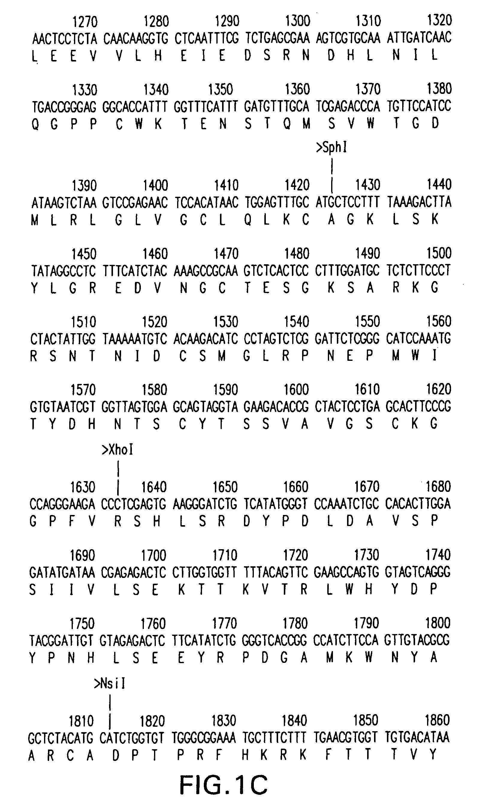 Raccoon poxvirus expressing rabies glycoproteins