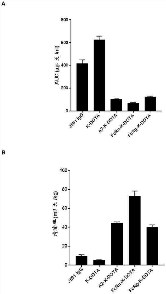 Antibodies against CAIX with reduced affinity for neonatal Fc receptor