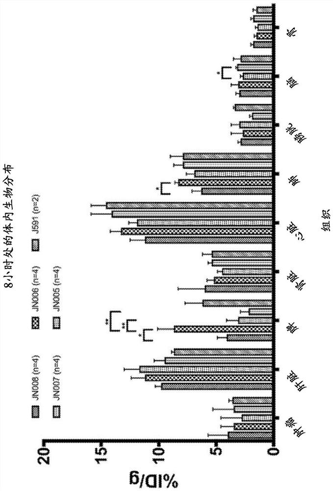 Antibodies against CAIX with reduced affinity for neonatal Fc receptor