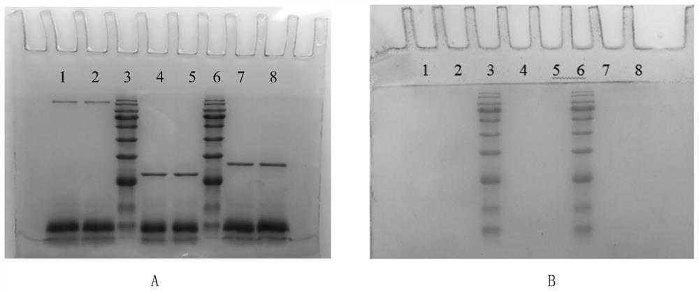 Camellia oleifera active glycoprotein with structure-effect modification and its preparation method and application