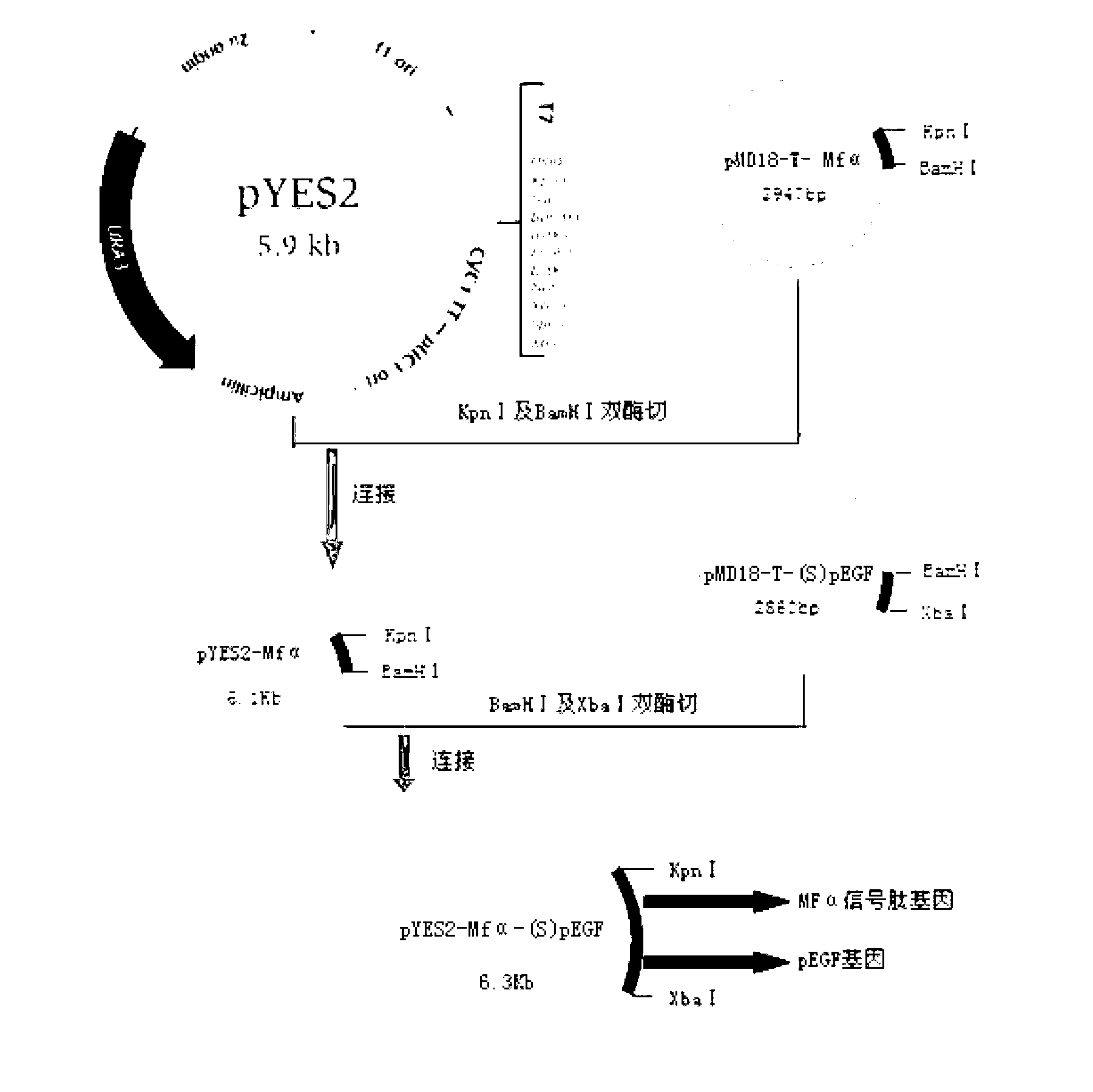 Artificial porcine epidermal growth factor eukaryotic expression vector and preparation method and brewers yeast engineering bacteria thereof