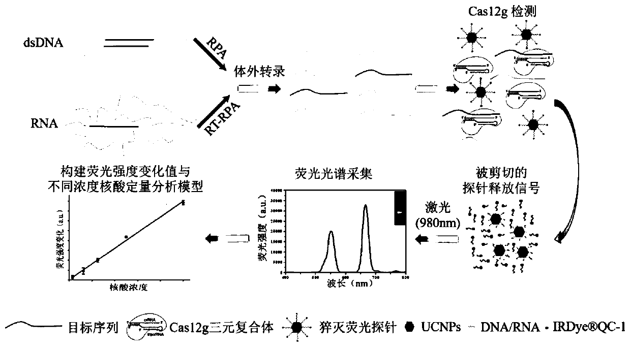 Rapid detection method for nanometer fluorescent trace of specific nucleic acid fragment on basis of CRISPR-Cas12g