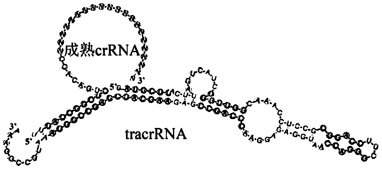 Rapid detection method for nanometer fluorescent trace of specific nucleic acid fragment on basis of CRISPR-Cas12g