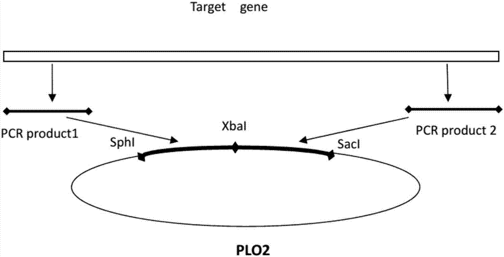 Sphingomonas paucimobilis gene knockout mutant strain and construction method thereof