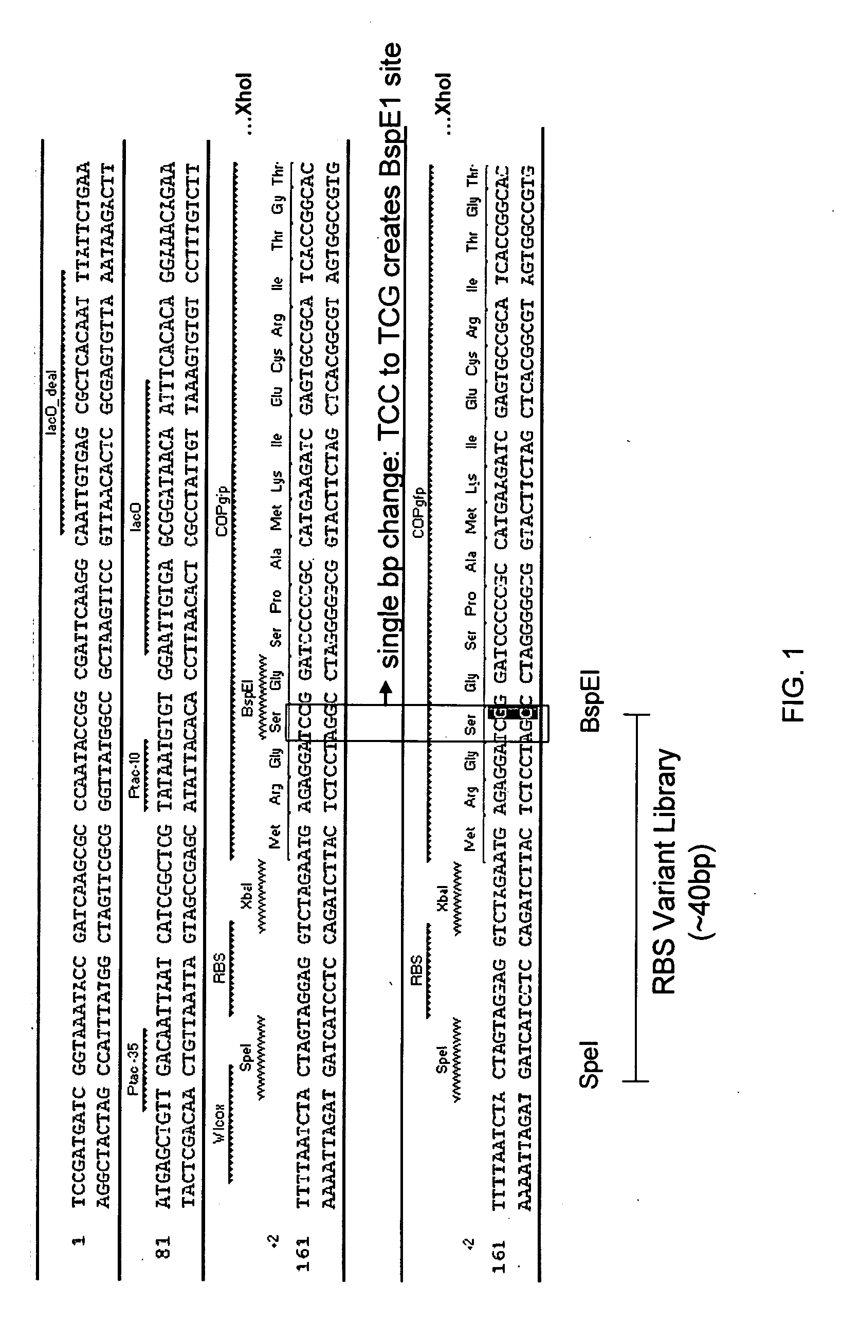 Translation initiation region sequences for optimal expression of heterologous proteins