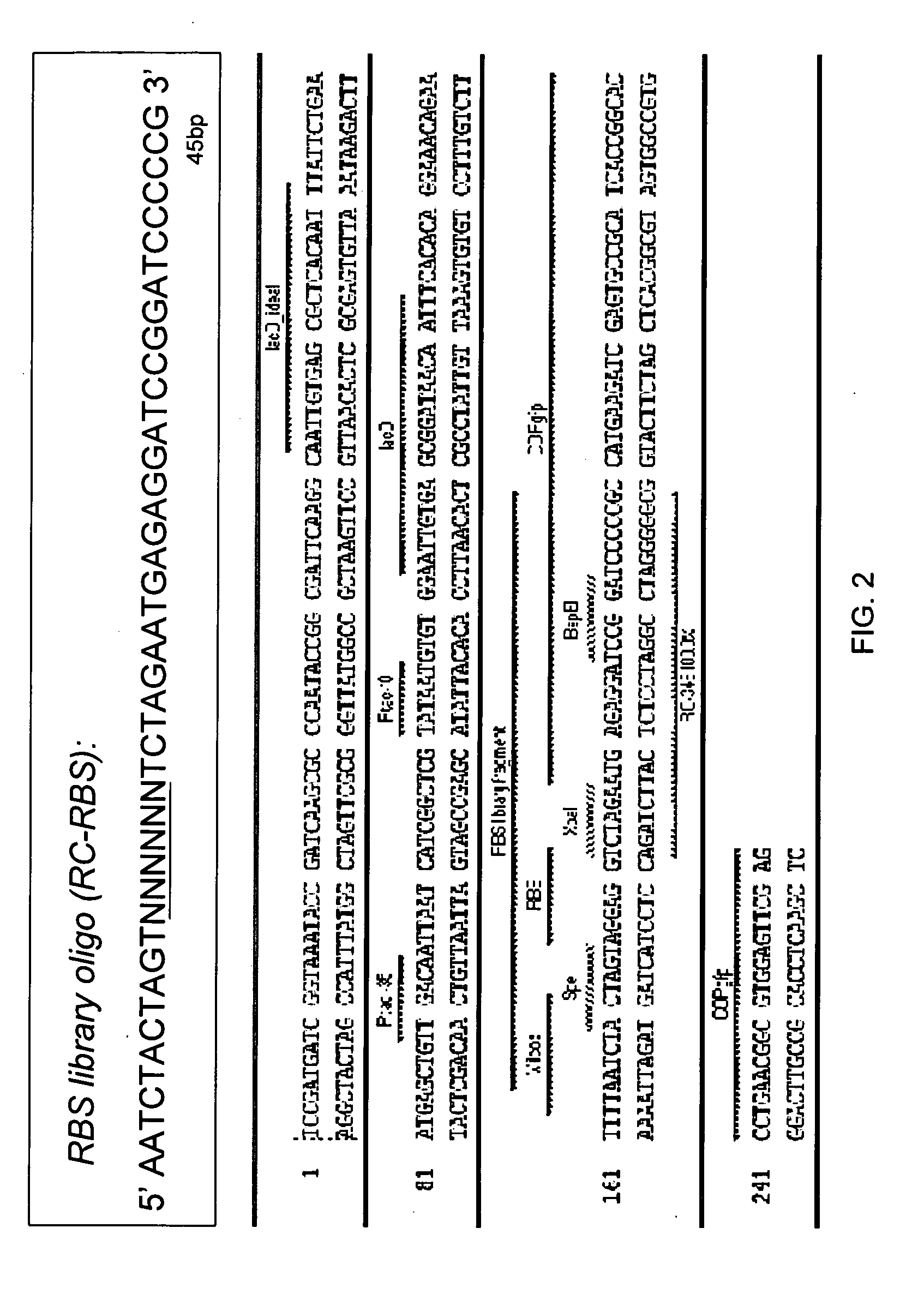 Translation initiation region sequences for optimal expression of heterologous proteins