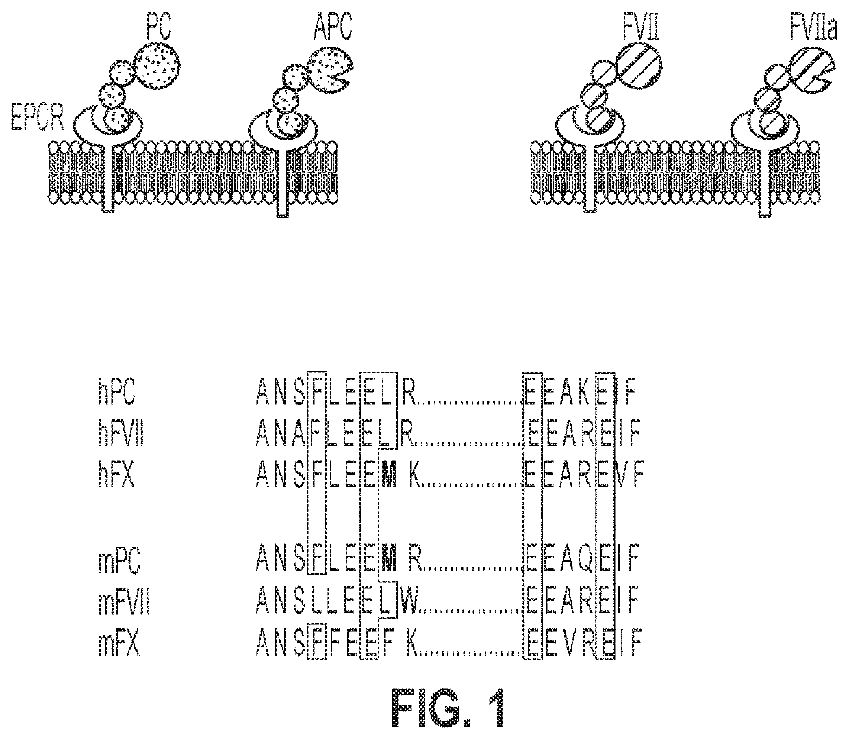 Treatment and prevention of hemophilic arthropathy with an antibody against endothelial cell protein c receptor (EPCR)