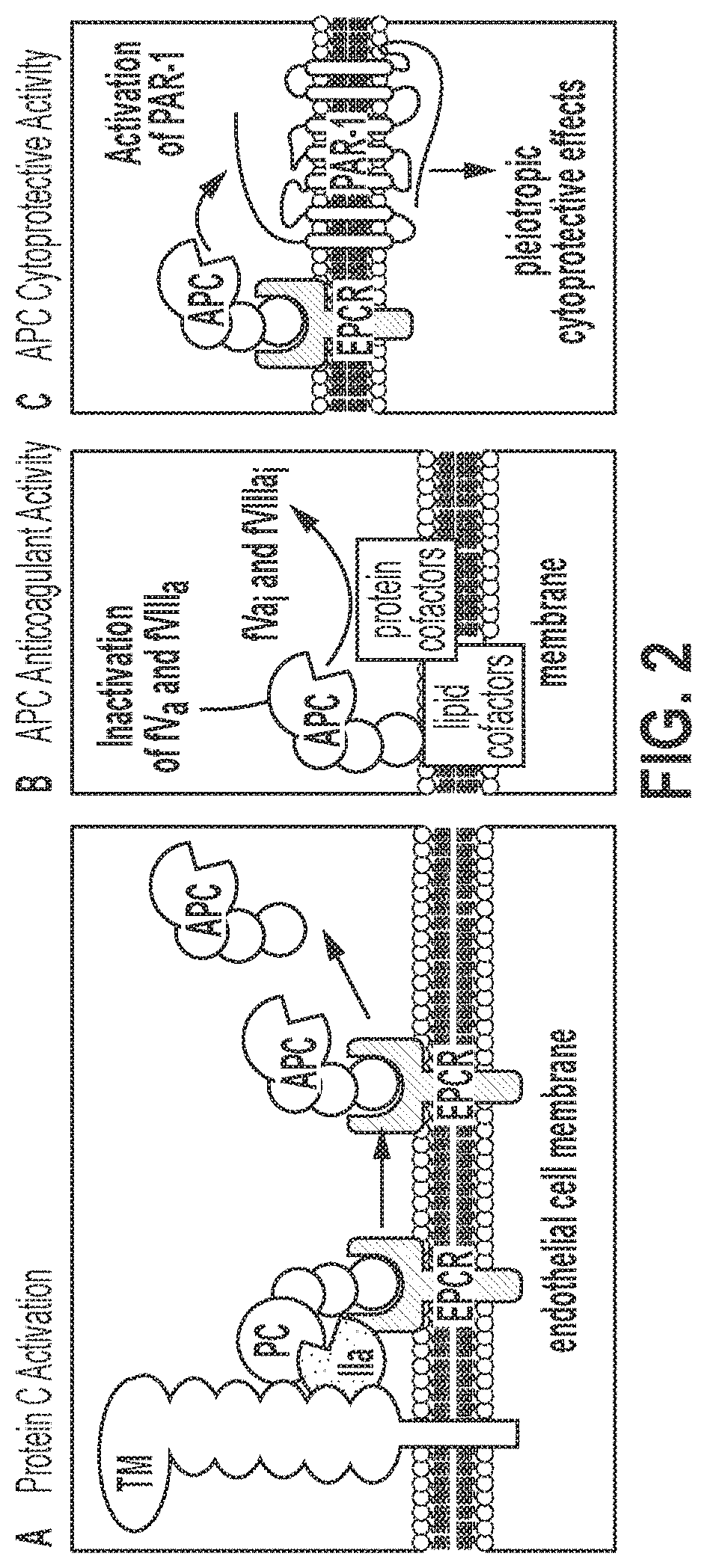 Treatment and prevention of hemophilic arthropathy with an antibody against endothelial cell protein c receptor (EPCR)