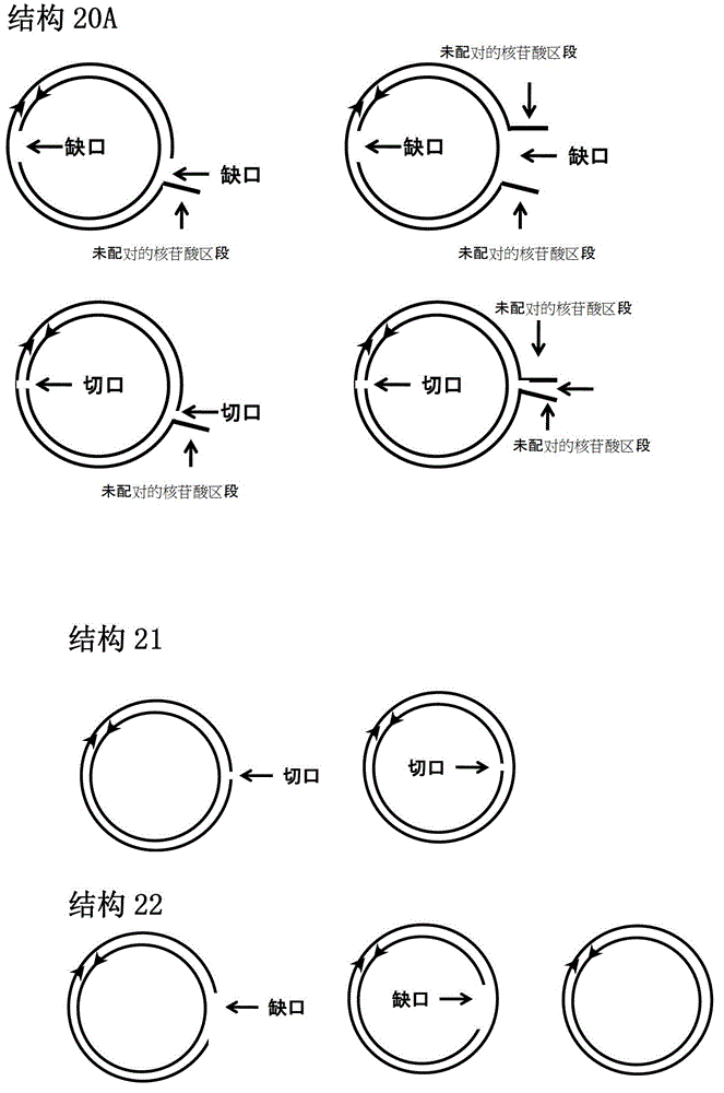 RNA interference preparation used for treating viral hepatitis B