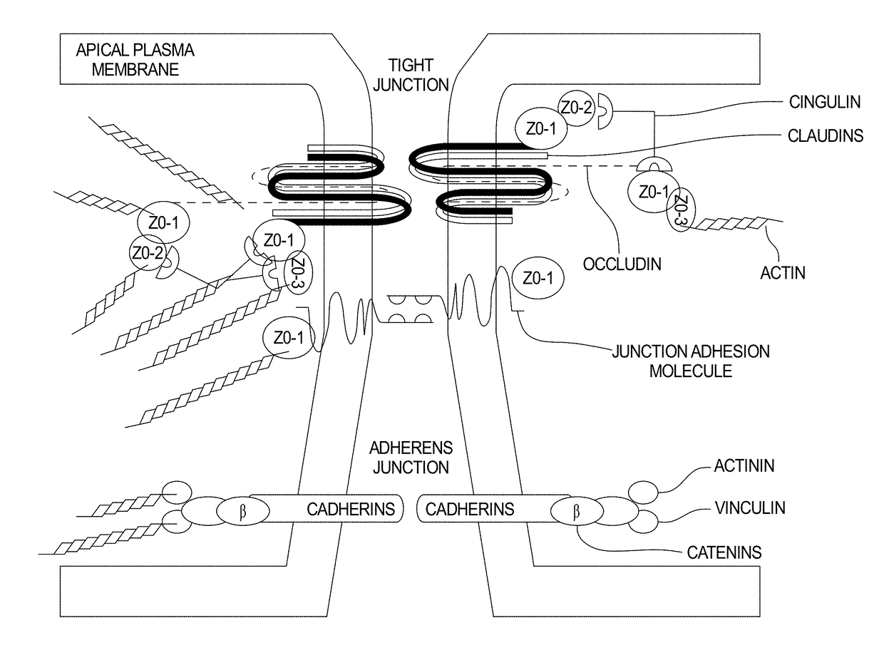 Dietary supplement for gastrointestinal inflammation and method for making the same