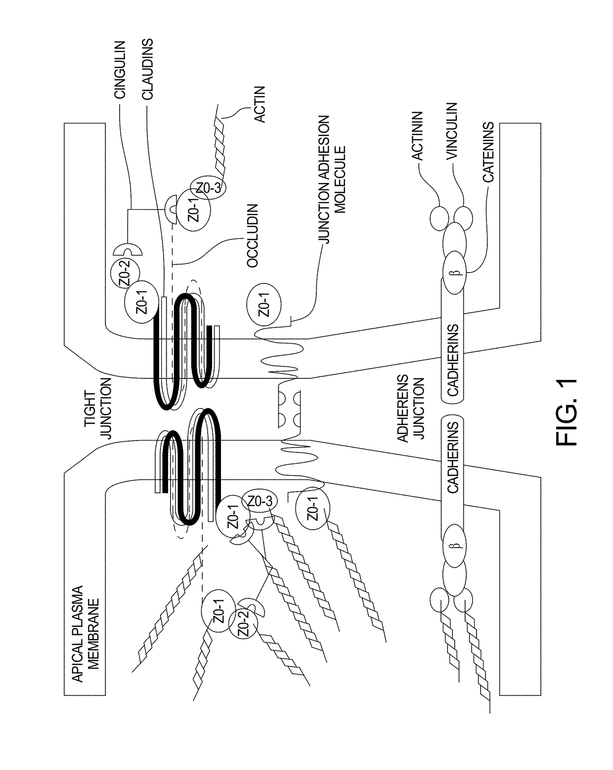 Dietary supplement for gastrointestinal inflammation and method for making the same