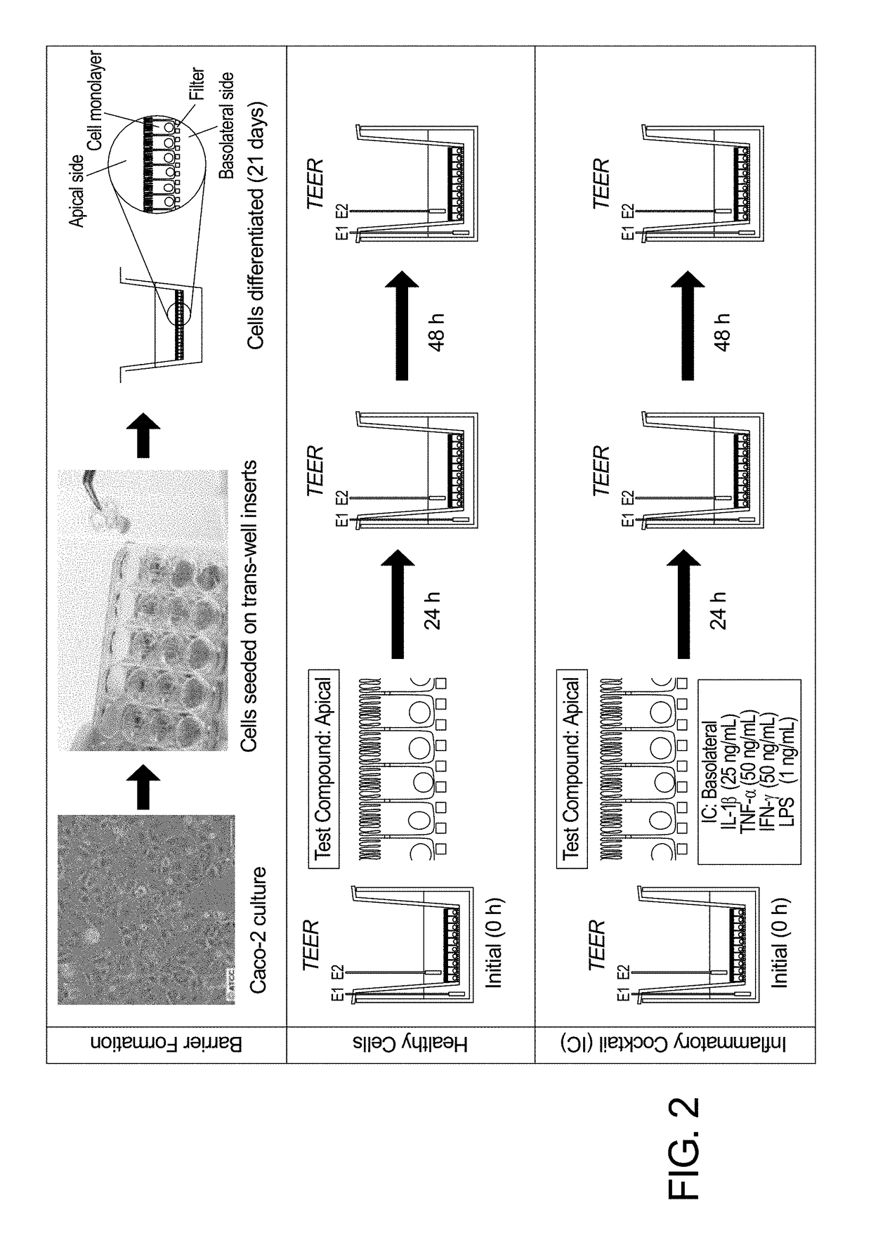 Dietary supplement for gastrointestinal inflammation and method for making the same