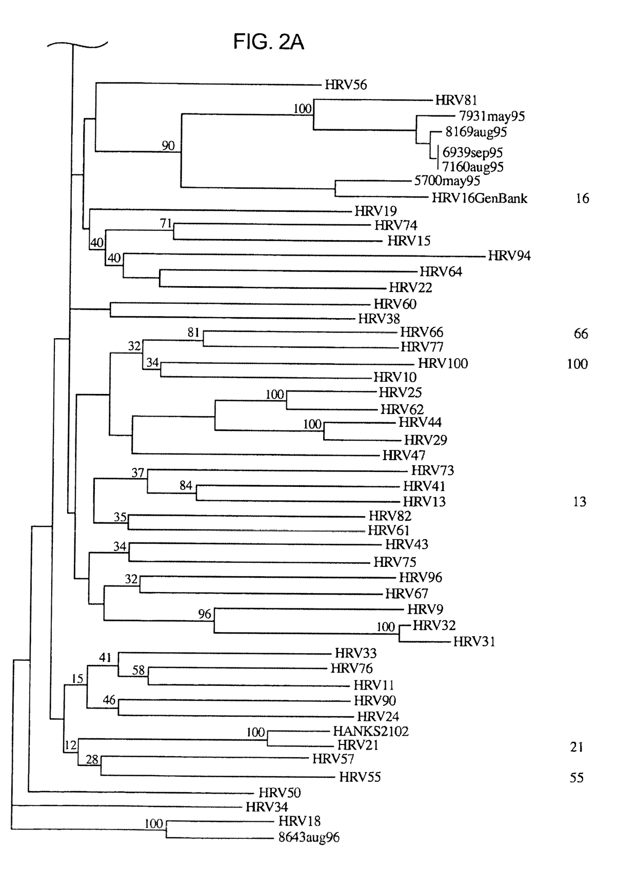 Methods and compositions for detecting rhinoviruses