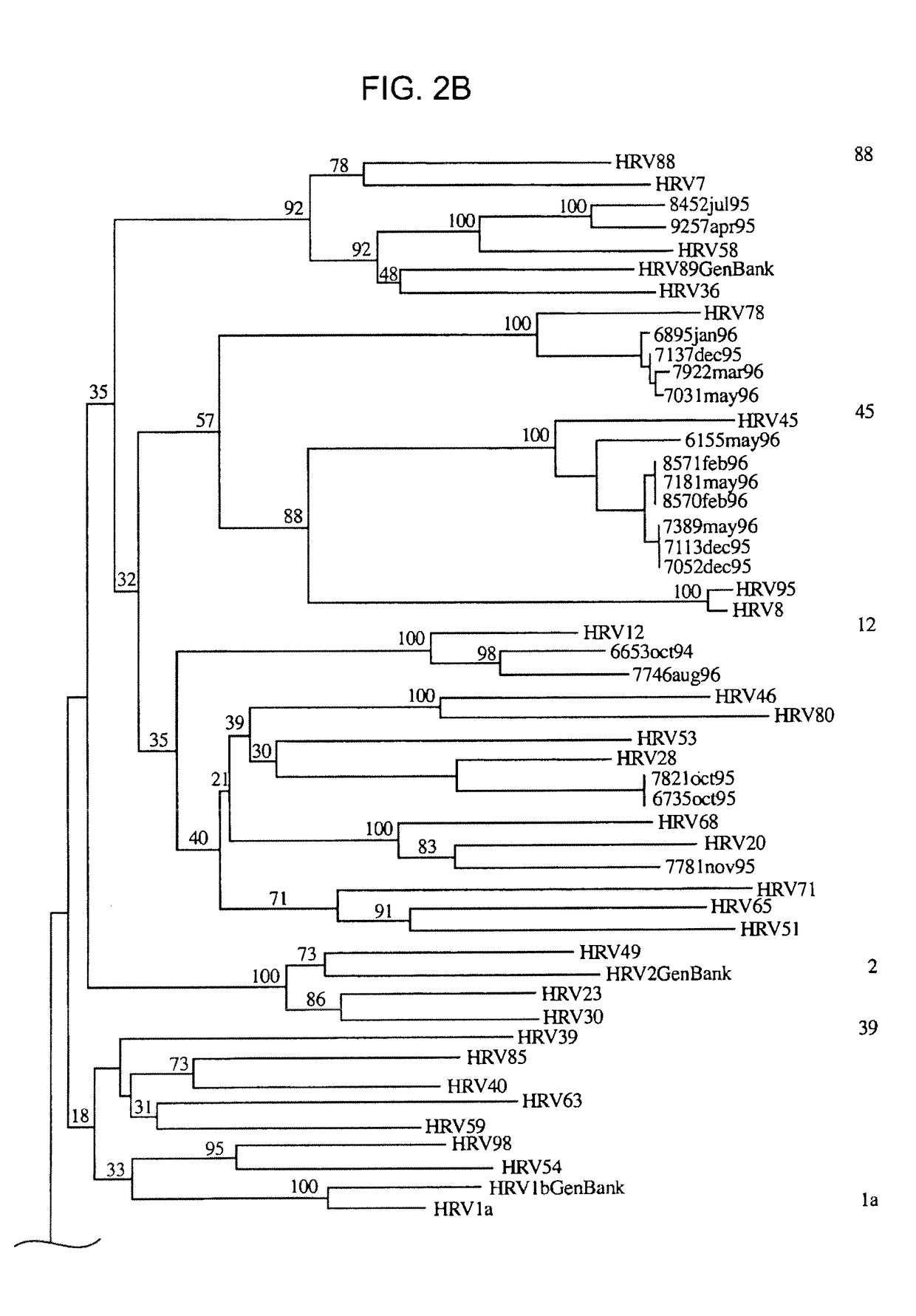 Methods and compositions for detecting rhinoviruses