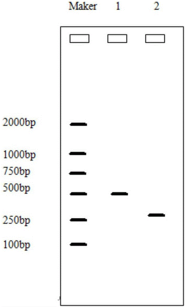 HPV typing detection method