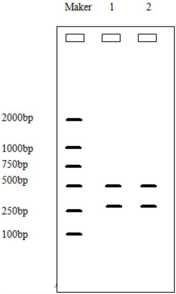 HPV typing detection method