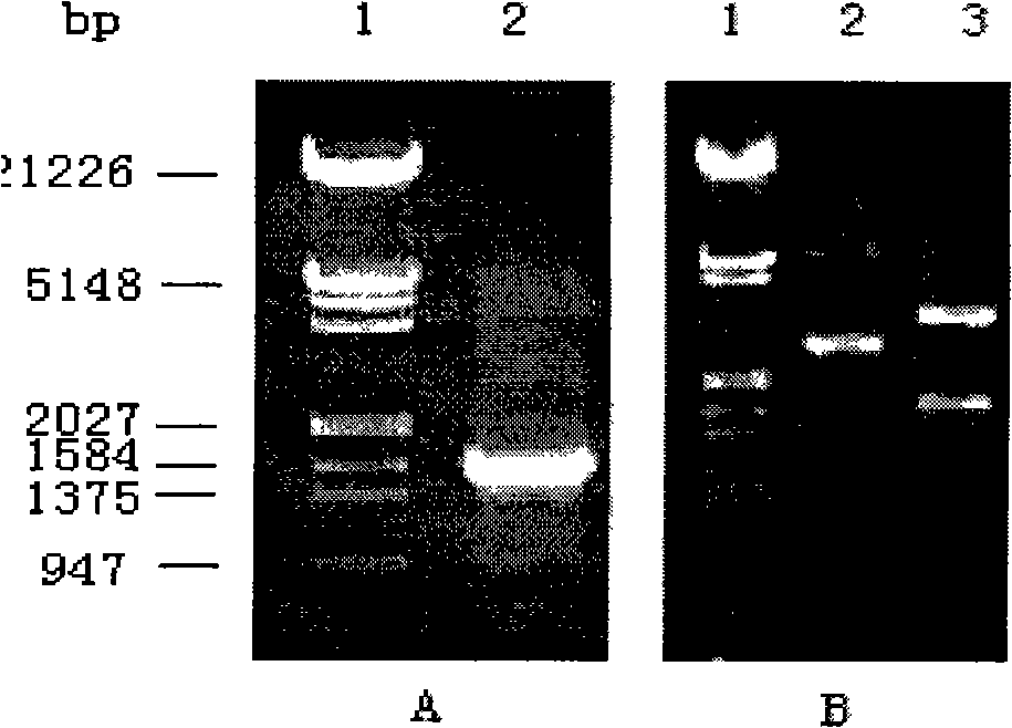 Three functional mutants of human phase II metabolic enzyme, construction and use thereof