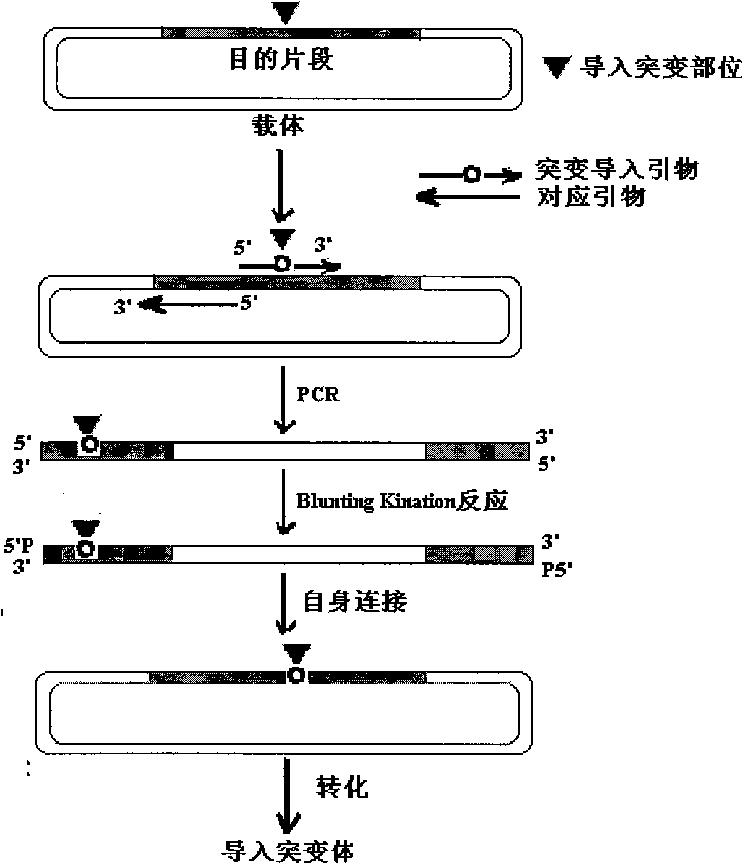 Three functional mutants of human phase II metabolic enzyme, construction and use thereof