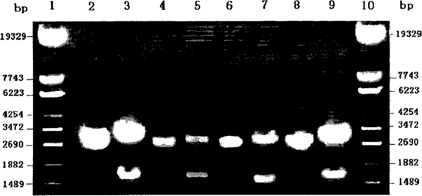 Three functional mutants of human phase II metabolic enzyme, construction and use thereof