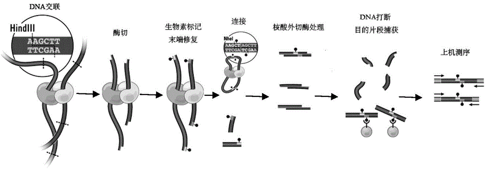 High-throughput sequencing library and construction method thereof