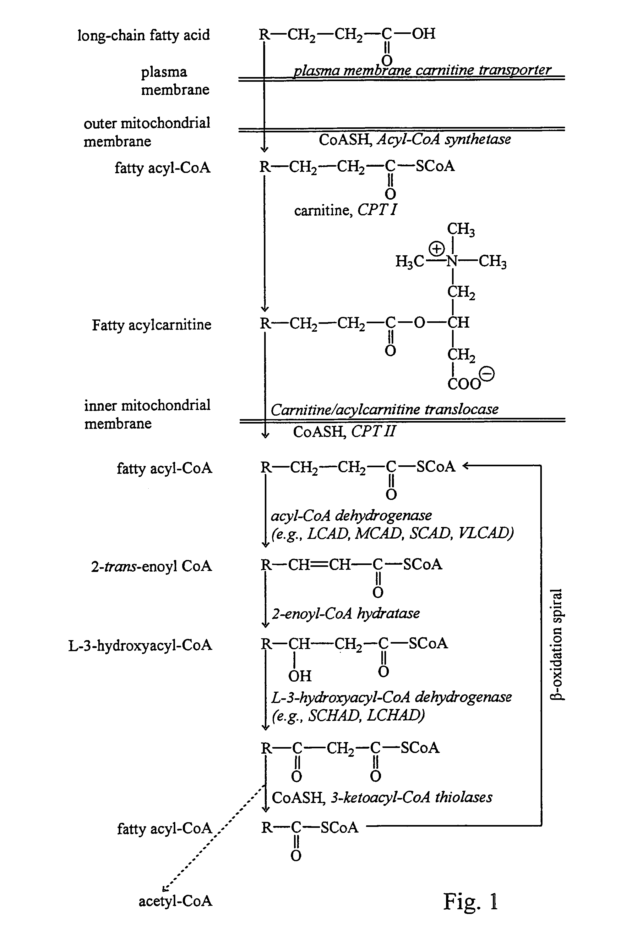 Fatty acid treatment for cardiac patients