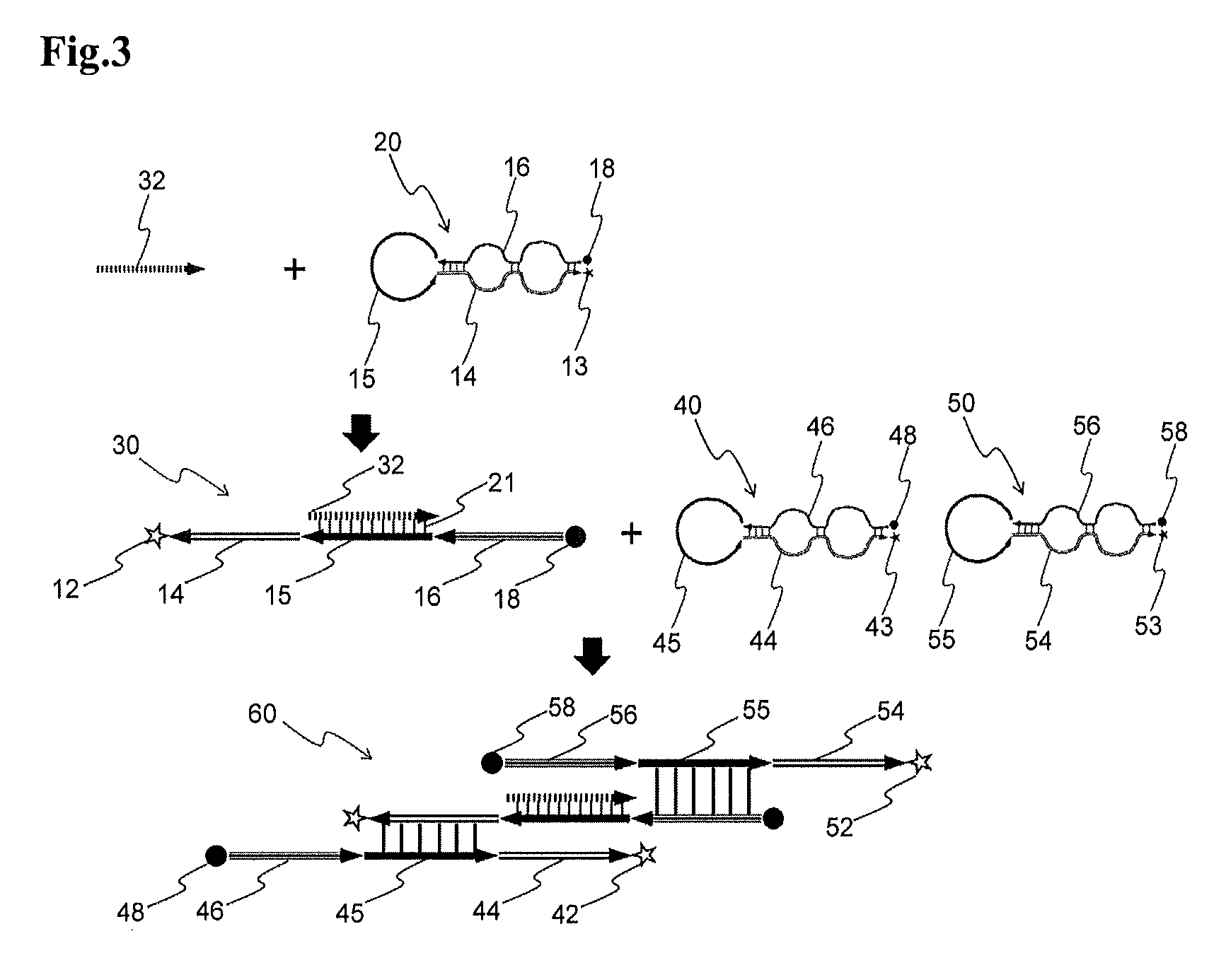 Signal-amplifying folded oligonucleotide