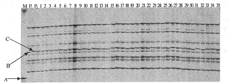 Gene segments linked with yellow and green cotyledons of cucumbers and application