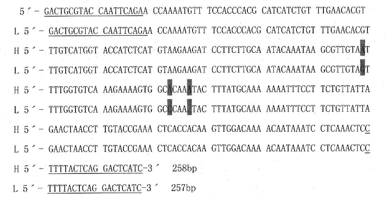 Gene segments linked with yellow and green cotyledons of cucumbers and application