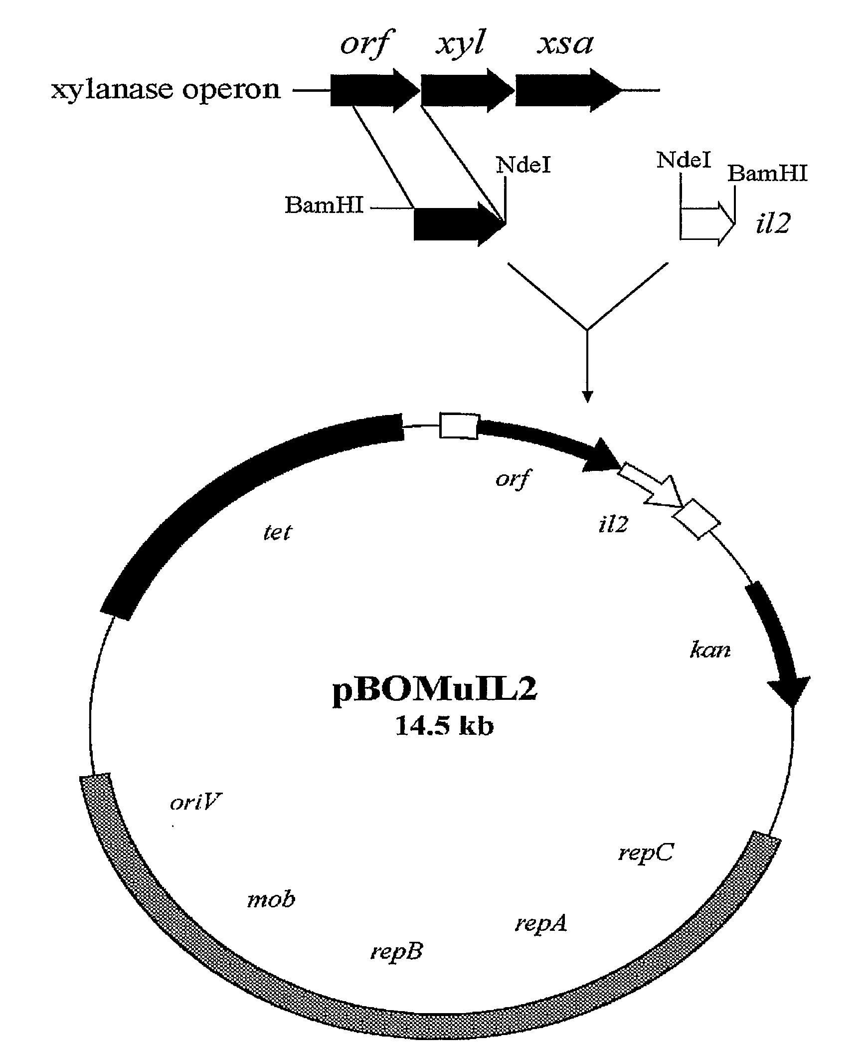 Controlled Production and Delivery of Biologically Active Agents by Gut Bacteria