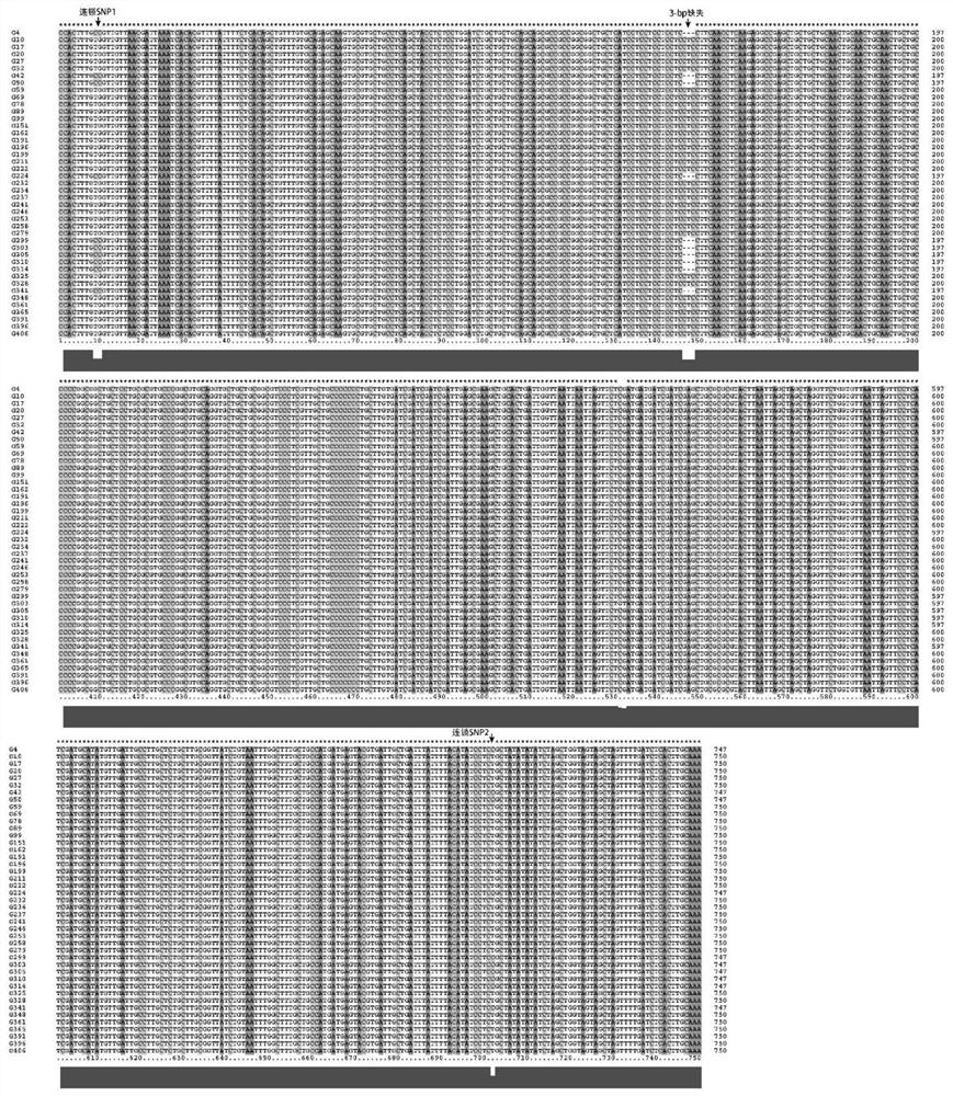 Rice GS3 mutant gene and molecular marker and application thereof