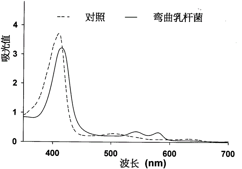 Lactobacillus flexure r5 capable of converting metmyoglobin to generate oxymyoglobin and use thereof