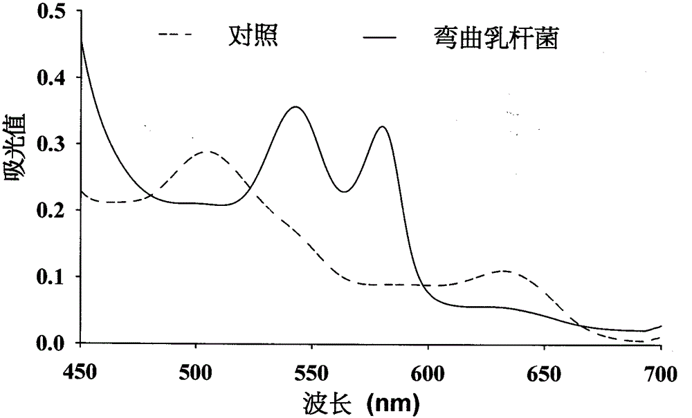 Lactobacillus flexure r5 capable of converting metmyoglobin to generate oxymyoglobin and use thereof