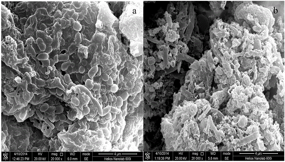 Combined pretreatment method for synergically degrading straw cellulose through compound florae and producing hydrogen through fermentation