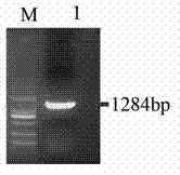 Gene aroA for encoding 5-enolpyruvyl-shikimate-3-phosphate synthase and application thereof