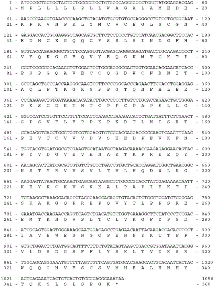 ACVR1-Fc fusion protein, and preparation method and application thereof