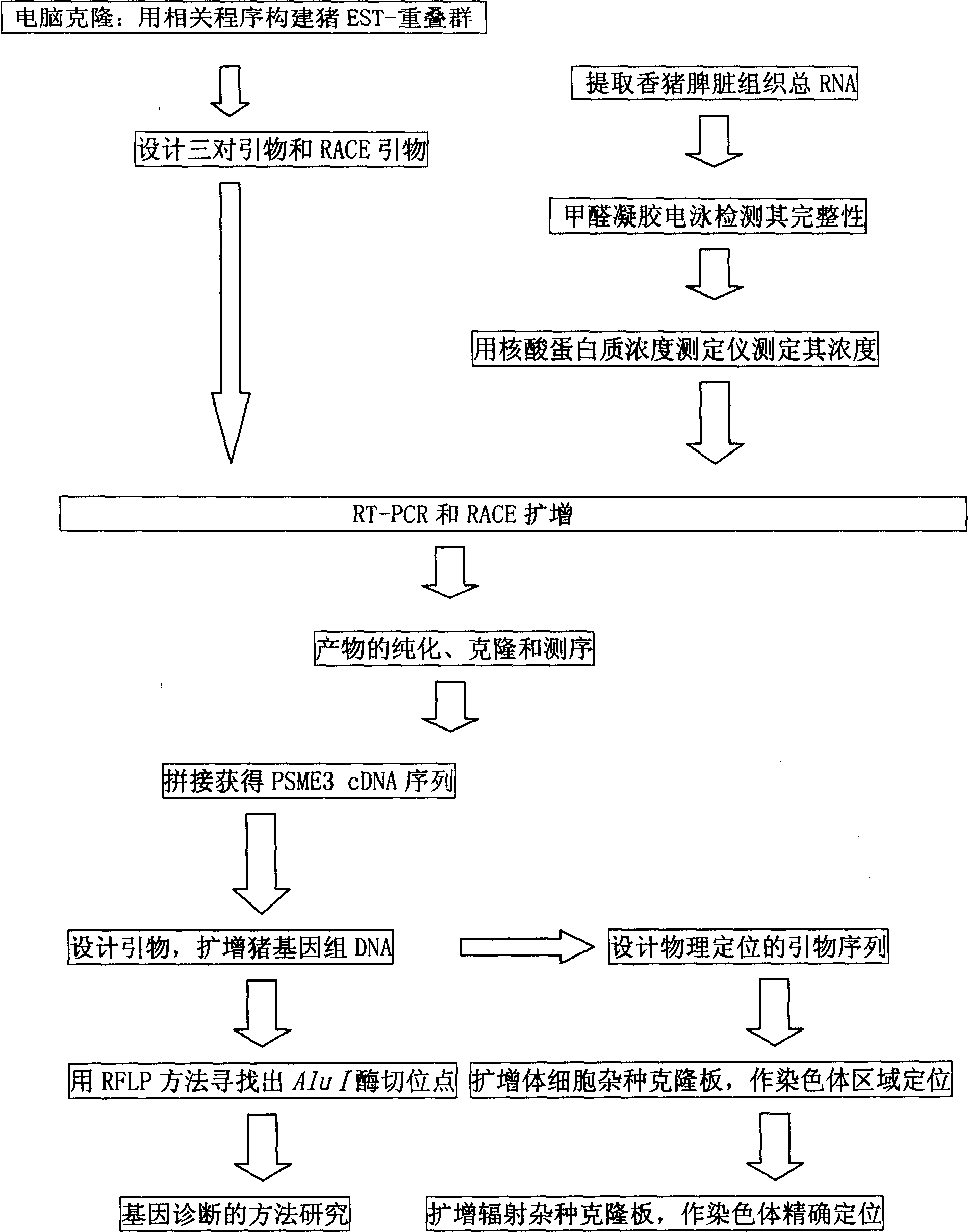 Gene PSME3 of fat thickness at back of pig as well as preparation method