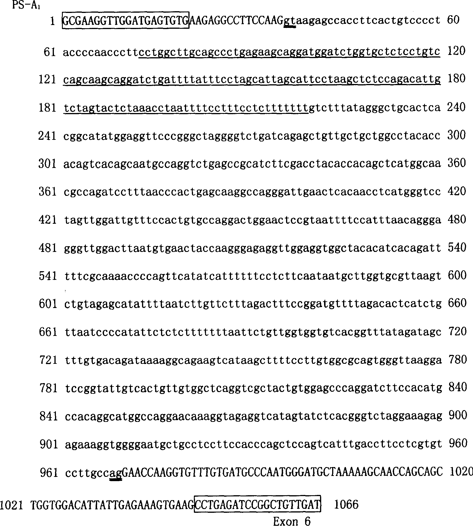 Gene PSME3 of fat thickness at back of pig as well as preparation method