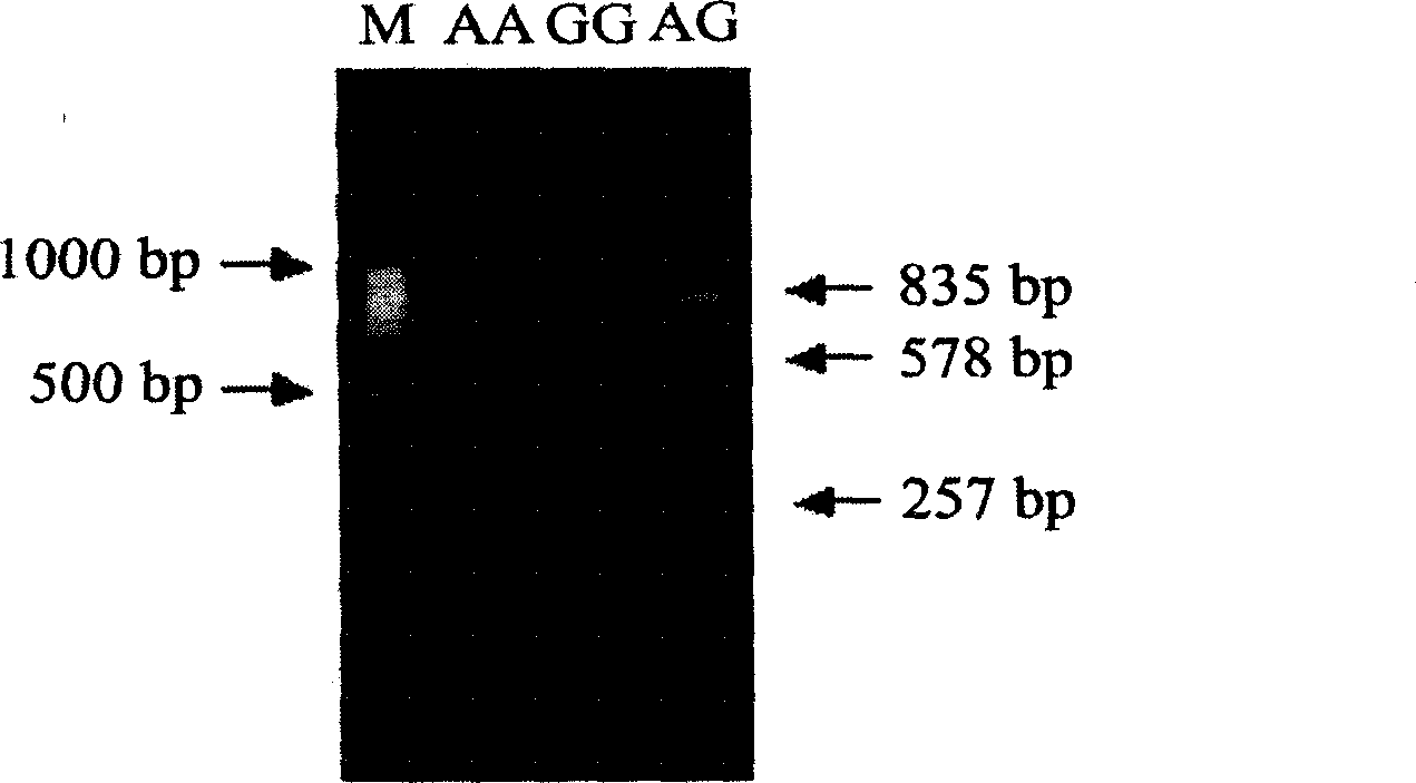 Gene PSME3 of fat thickness at back of pig as well as preparation method